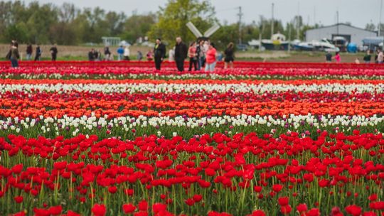 O rany, tulipany! Jedna z największych atrakcji Pomorza rusza lada dzień