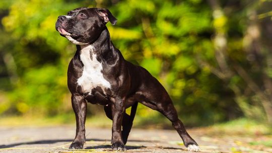 american staffordshire terrier
