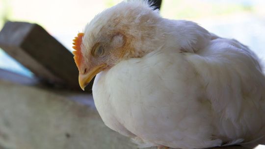 kura, zdjęcie ilustracyjne