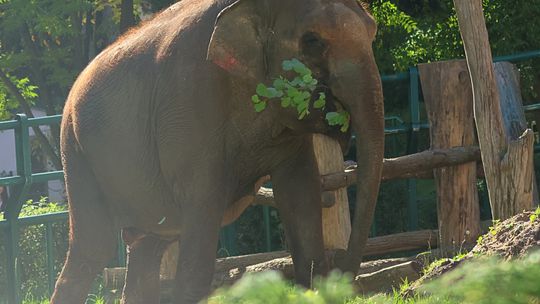 Słonica Wiki w ZOO Gdańsk