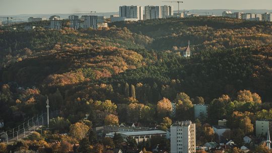Ostatnia chwila na wskazanie lasów społecznych wokół Trójmiasta. Można jeszcze wypełnić geoankietę