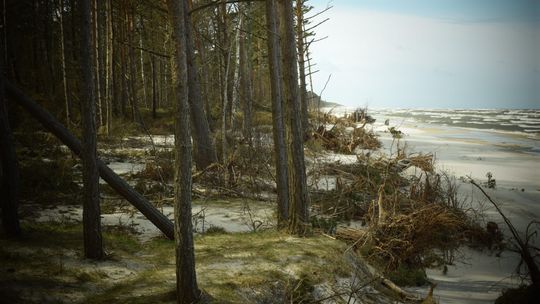 Ostatnie spotkanie „Od Lasu po Fale” w Gdańsku już 27 sierpnia