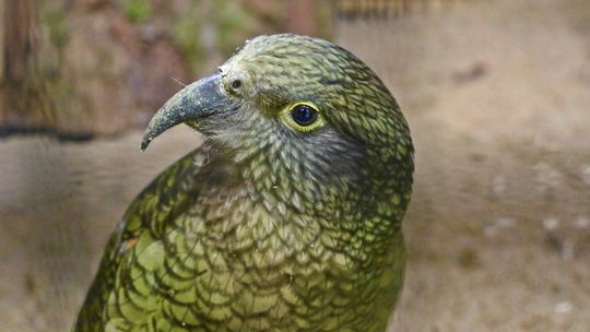 Papugi kea w gdańskim zoo. To jedne z najinteligentniejszych ptaków świata! Papugi kea w gdańskim zoo. To jedne z najinteligentniejszych ptaków świata!
