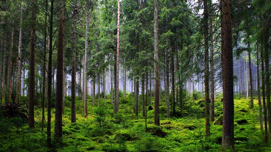 Park narodowy – z czym się wiąże jego utworzenie? Wokół dyskusji o powołaniu Kaszubskiego Parku Narodowego