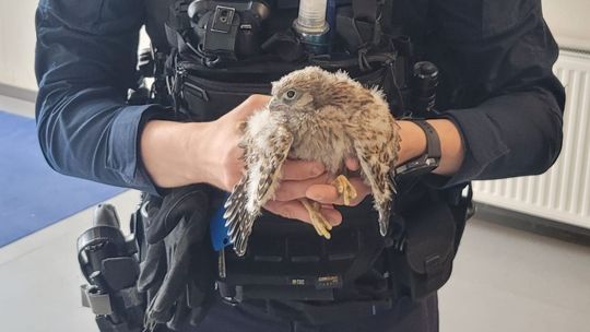 Pisklę pustułki z urazem skrzydła znaleźli policjanci. Ptak trafił już do lecznicy