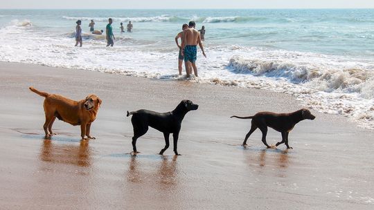 Plaże dla psów w Gdyni 2025. Nowe zasady i lokalizacje, które musisz znać!