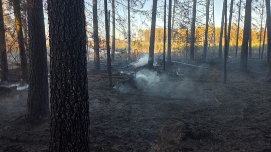 Płonie las w powiecie bytowskim. Pożar strawił już około 7 ha lasu