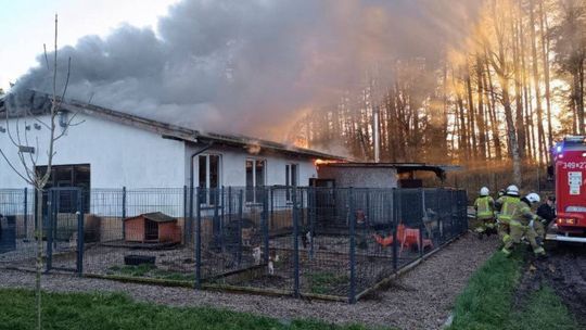 Po pożarze schroniska dla zwierząt Buba w Obłężu. Trwa zbiórka na odbudowę