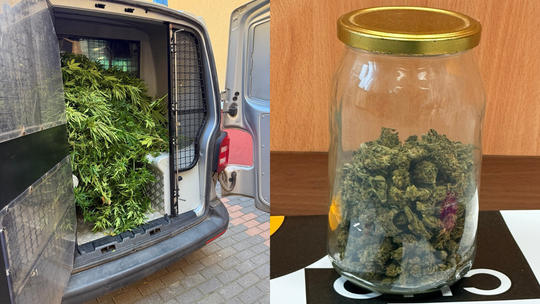 Pod Pruszczem zlikwidowano plantację marihuany. Dwóch mężczyzn zatrzymanych