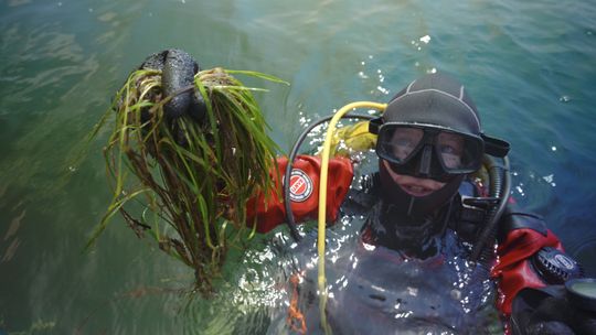 Odbudowa podwodnych łąk w Zatoce Puckiej. Naukowcy sadzą roślinność na dnie Bałtyku