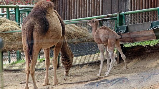 Podwójne wiosenne narodziny wielbłądów w Gdańskim ZOO