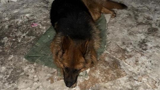Policjanci z Gdyni uratowali psa. Był głodny i przemarznięty pies uratowany przez policjantów z Gdyni