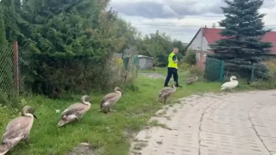 Policjanci z prewencji eskortowali rodzinę… łabędzi. Zobaczcie film