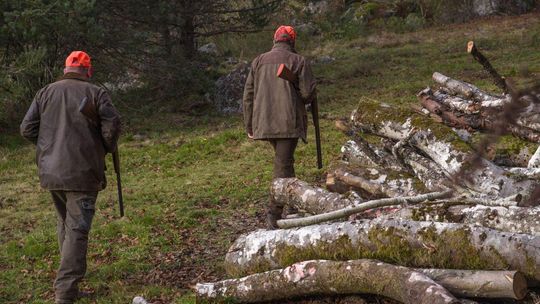 Myśliwi już nie pomylą człowieka z dzikiem? PZŁ zapowiada zmiany po wypadkach podczas polowań