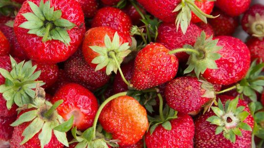 truskawki, zdjęcie ilustracyjne