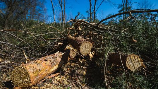 Pomorscy leśnicy zamierzają odzyskać ważny certyfikat, z którego zrezygnował Obajtek