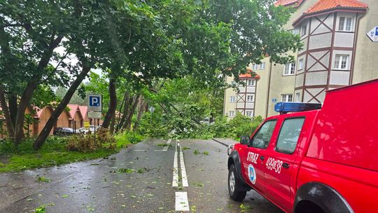 powalone drzewo, Krynica Morska