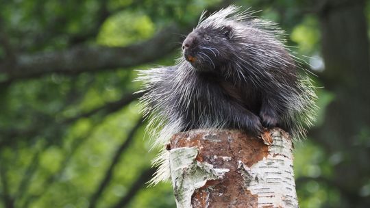 Pomóż zwierzętom w gdańskim zoo. Trwa zbiórka żołędzi i orzechów