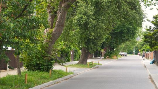 Ponad 140 tys. zł kary dla Gdańska za zniszczenie drzew na Osowej