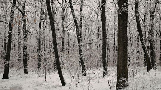 las zima, zdjęcie ilustracyjne