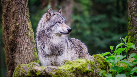 Potrącona na obwodnicy wilczyca jest pod opieką najlepszych specjalistów w Polsce