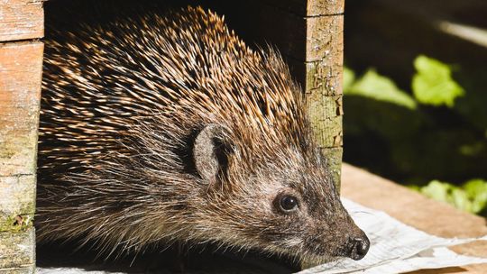 jeż, zdjęcie ilustracyjne
