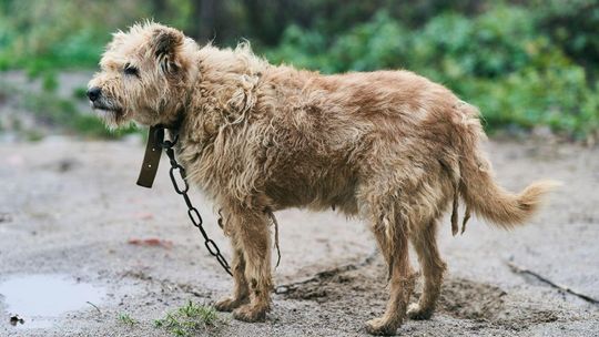 Prezydent zawetował ustawę łańcuchową. Animalsi: Psy nadal będą cierpieć