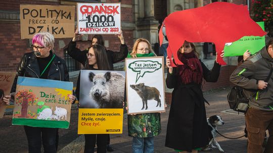 protest w obronie dzików, Gdańsk 2024