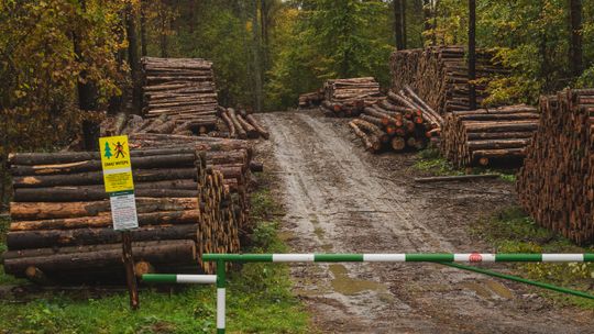 Przed nami wielkie sprzątanie polskich lasów? Szansa na sejmową większość dla przyrody