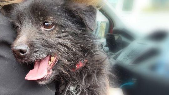 Psa trzymał w piwnicy bez wody i jedzenia. Interweniowała policja i Animalsi Gmina Wejherowo: Psa trzymał w piwnicy bez wody i jedzenia