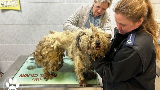 Psy żyły w koszmarnych warunkach! Interwencja tczewskich Animalsów
