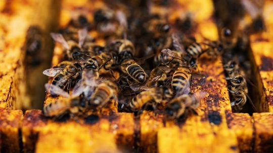 Pszczelarze popierają protest rolników, bo do Polski spływa kiepski miód