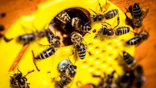 Pszczoły opanowały rafinerię w Gdańsku. Miejska pasieka ORLENU znów odżyła