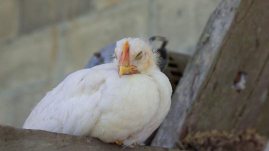 kura, ptasia grypa, zdjęcie ilustracyjne