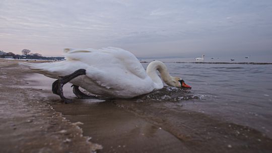 Ptasia grypa na Pomorzu. Setki martwych ptaków na plażach Trójmiasta