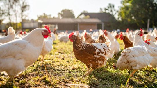Ptasia grypa w gminie Kobylnica! Potwierdzono ognisko wirusa HPAI