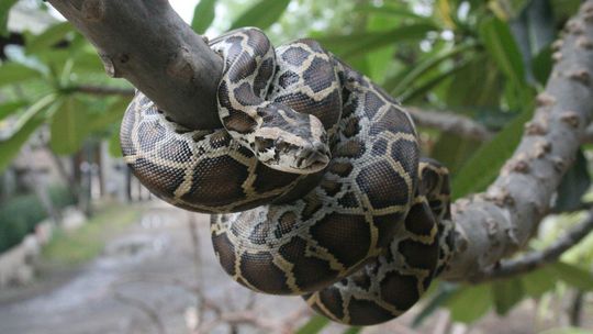 Pytonowi na ratunek. Nietypowa interwencja gdyńskich strażaków pyton tygrysi, zdjęcie ilustracyjne