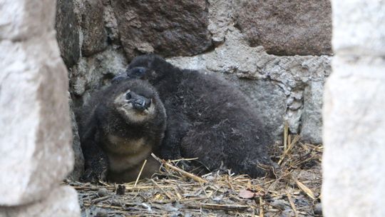 Radość w gdańskim zoo. Na świat przyszły pingwiny zagrożone wyginięciem