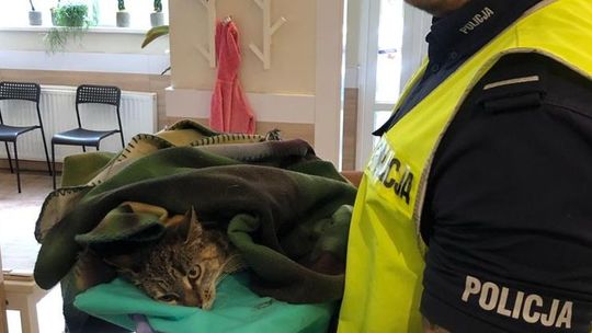 Ratują życie i zdrowie, ale i pomagają zwierzętom. Policjanci uratowali dwa koty