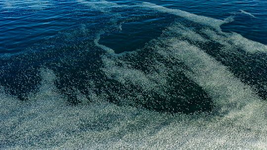 zamarznięta Zatoka Gdańska, Sopot 2026