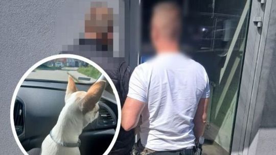 Remontował mieszkanie mieszkance Gdyni. Przy okazji... ukradł jej czworonożnego pupila!