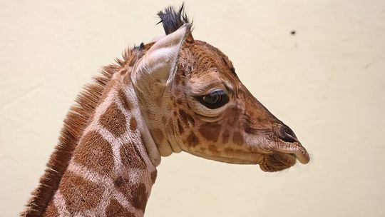 mała żyrafa, zoo Gdańsk
