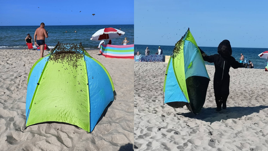 Rój pszczół na plaży w Jastarni. Na namiocie pojawiły się setki owadów
