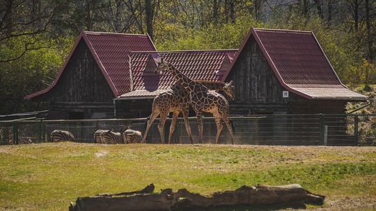 Ruszył konkurs na dyrektora zoo w Gdańsku. Kto zastąpi Michała Targowskiego?