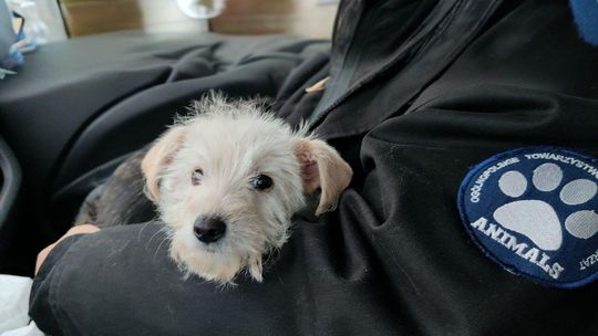 Ruszył Zimowy Patrol Animalsów. Ratują życie czworonogom w województwie pomorskim