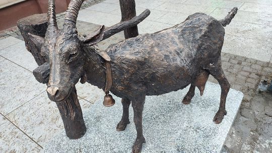 Rzeźba kozy na deptaku w Kartuzach. To nawiązanie do kaszubskiej piosenki