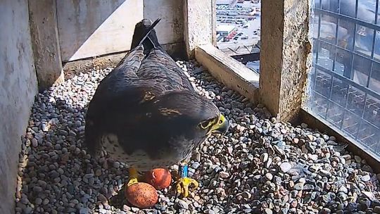 Pierwsze jaja sokołów wędrownych w Gdyni! Ich życie podgląda kamera