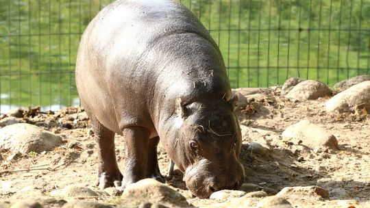 Sanah adoptowała hipopotama z gdańskiego zoo!