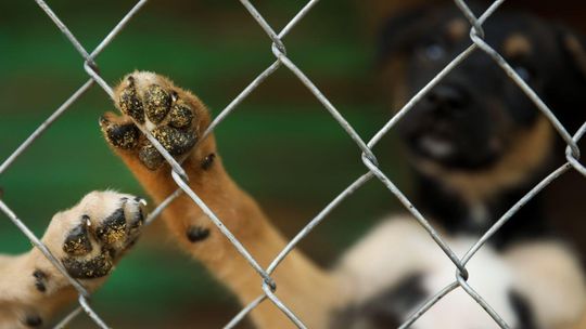 Schronisko Bajer na czarnej liście, a gmina Somonino nadal z nim współpracuje. Dlaczego? schronisko dla bezdomnych zwierząt, zdjęcie ilustracyjne