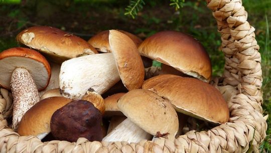 Piękna jesienna pogoda zachęca do pójścia do lasów na grzyby.